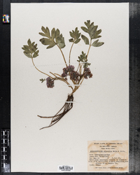 Image of Hydrophyllum alpestre