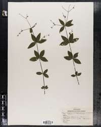 Galium lanceolatum image