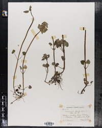 Lamium purpureum image