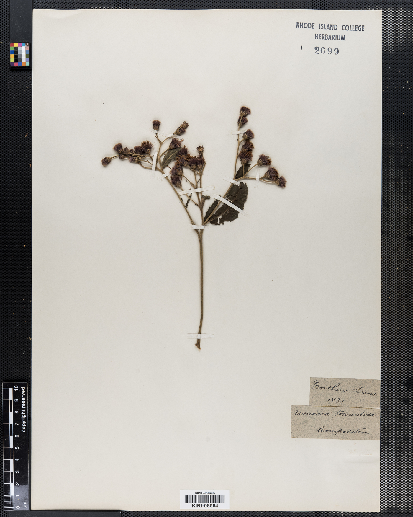 Vernonia noveboracensis var. tomentosa image
