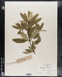Image of Pittosporum eugenioides