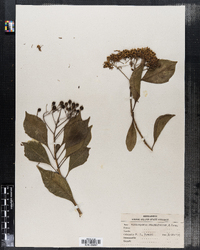 Image of Pittosporum rhombifolium