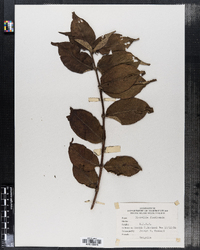 Diervilla floribunda image