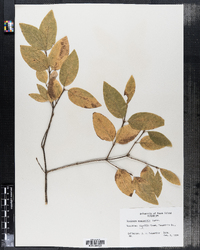 Lonicera canadensis image