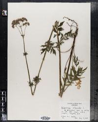 Valeriana officinalis image