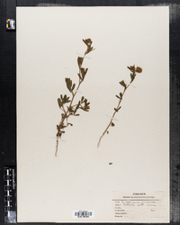 Trifolium arvense image