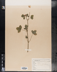 Trifolium hybridum image