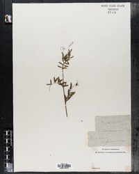 Vicia sativa image