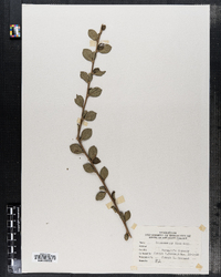 Image of Cotoneaster simonsii