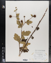 Geum laciniatum image