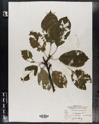 Prunus avium image