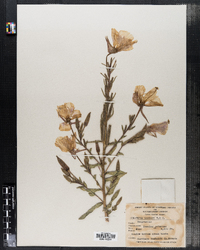 Oenothera elata ssp. hookeri image