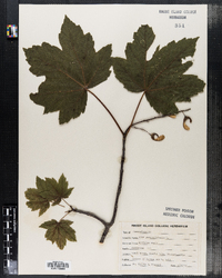 Acer pseudoplatanus image