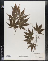 Acer palmatum image