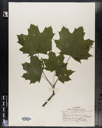 Acer platanoides image