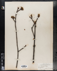 Acer platanoides image