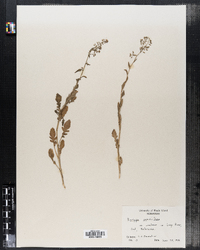Image of Rorippa sessiliflora