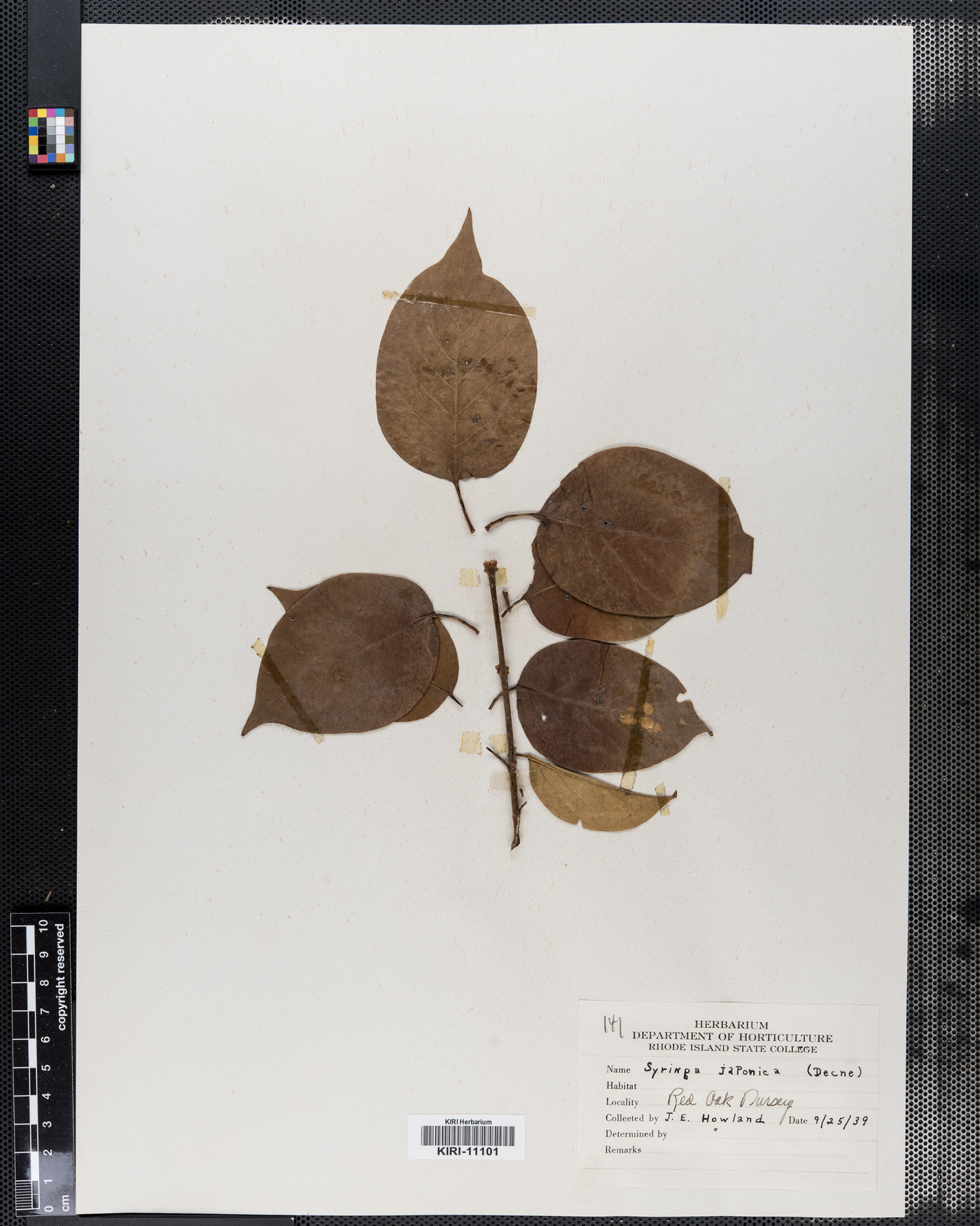 Syringa japonica image