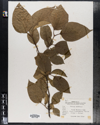 Syringa reticulata ssp. amurensis image