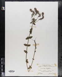 Veronica austriaca ssp. teucrium image