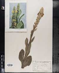 Verbascum thapsus image