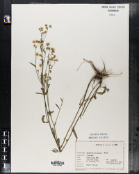 Erigeron strigosus image