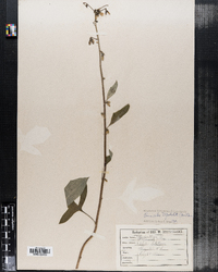 Prenanthes trifoliolata image