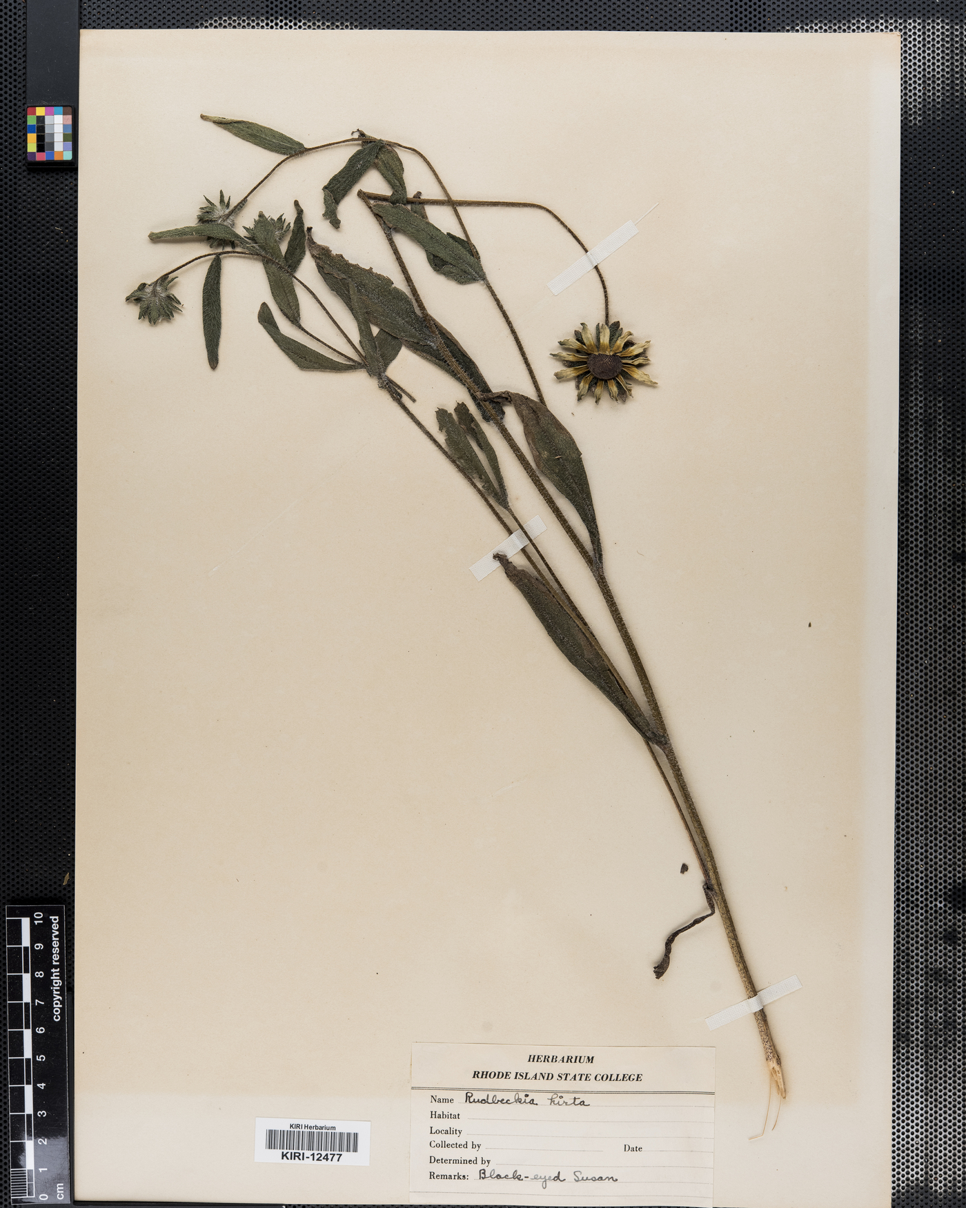 Rudbeckia hirta image