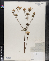 Silphium trifoliatum image