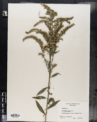 Solidago juncea image