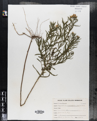 Euthamia graminifolia var. graminifolia image