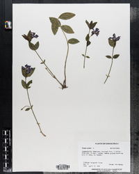 Vinca minor image