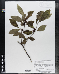 Ilex verticillata image