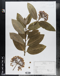 Asclepias syriaca image