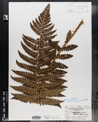 Polystichum braunii image