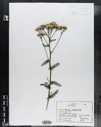 Achillea millefolium image