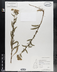 Achillea millefolium image