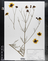 Coreopsis tinctoria image