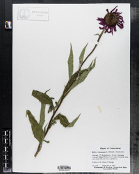 Echinacea purpurea image