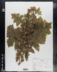 Lactuca biennis image