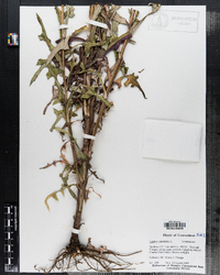 Lactuca canadensis image