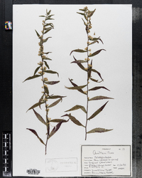 Solidago caesia image