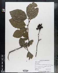 Alnus incana image