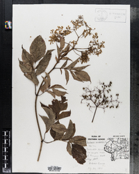 Sambucus nigra ssp. canadensis image