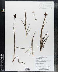 Image of Carex aterrima