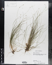 Carex trisperma image