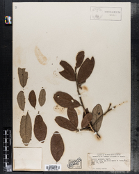 Quercus geminata image