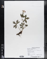 Geranium maculatum image