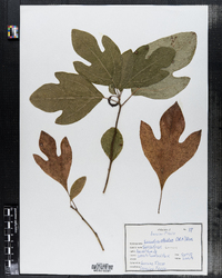 Sassafras albidum image