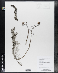 Utricularia macrorhiza image